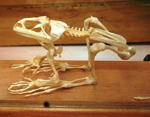 Skeleton of a frog in a museum