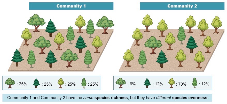 Two communities with same richness, but different species evenness; Image credit Bioninja