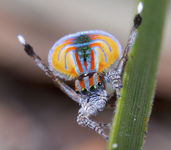 Peacock spider on leaf